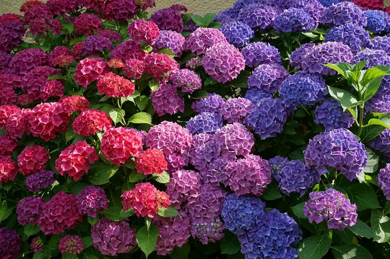 Buissons d'hortensias en pleine floraison