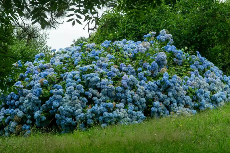 Géant hortensia en pleine floraison