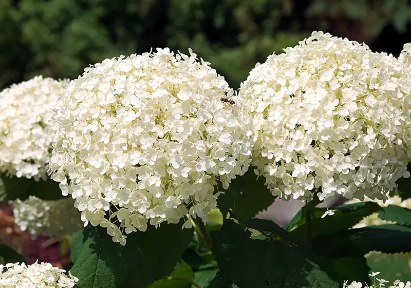 Grandes fleurs blanches d'hortensia