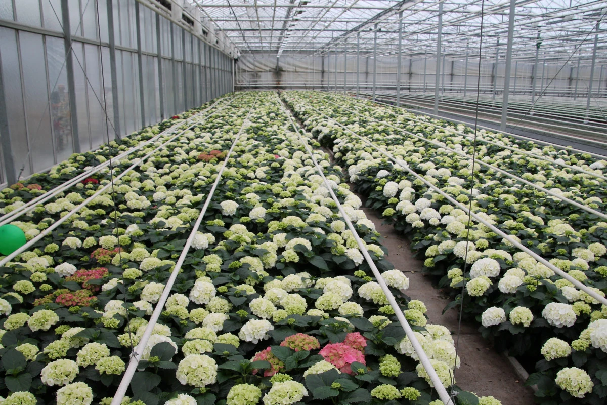 Hortensias blancs et roses en pot dans une serre de jardinerie au Royaume-Uni