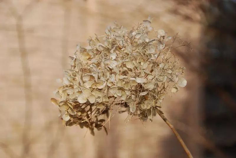 Fleur d'hortensia séchée dans le jardin