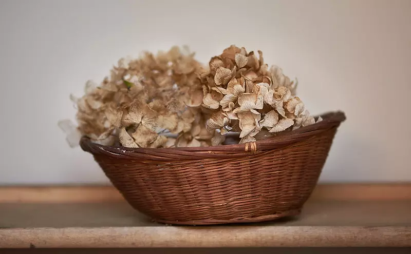 Fleurs d'hortensia séchées dans un panier