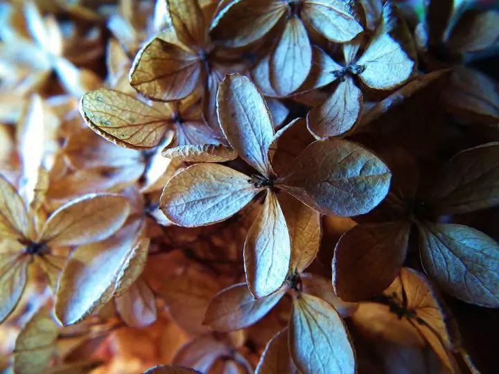 Magnifiques fleurs d'hortensia séchées