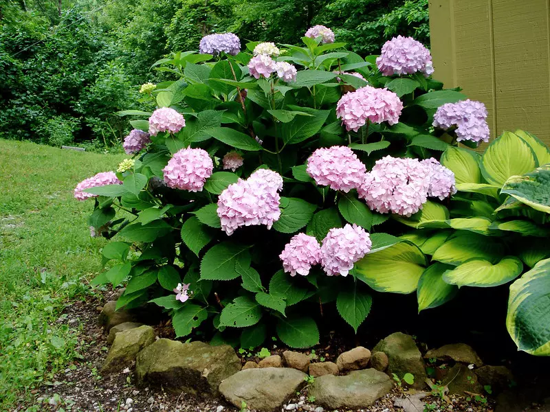 Hortensia macrophylla 'Endless Summer'