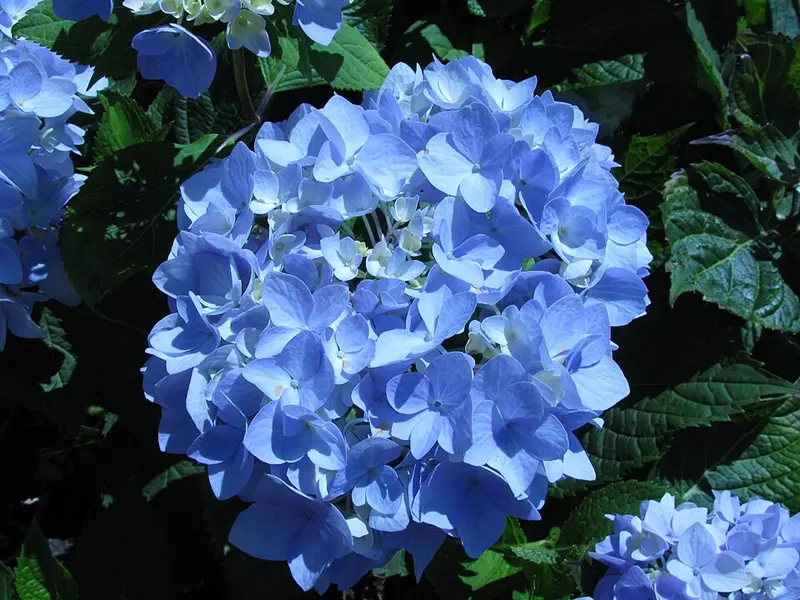 Hortensia macrophylla 'Endless Summer' à fleurs bleues