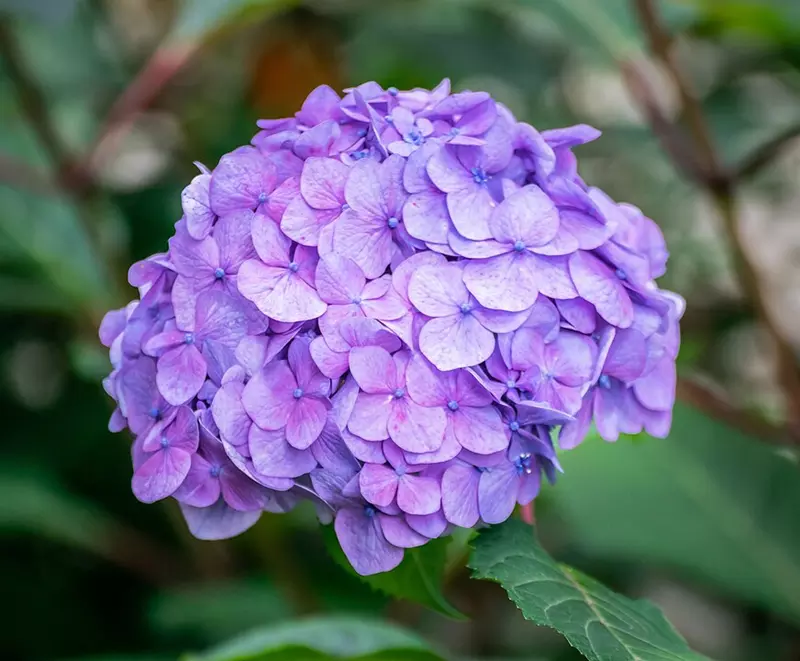 Hortensia macrophylla 'Endless Summer' à fleurs roses