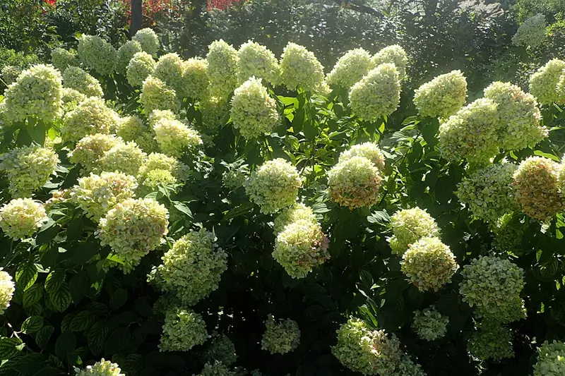 Hydrangea paniculata 'Limelight' au Conservatoire de Garfield Park