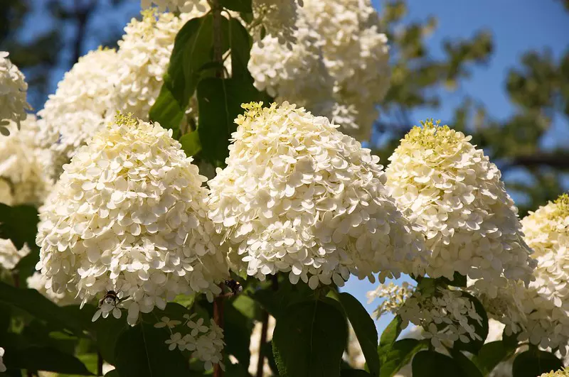 Fleurs de l'Hydrangea paniculata 'Limelight'