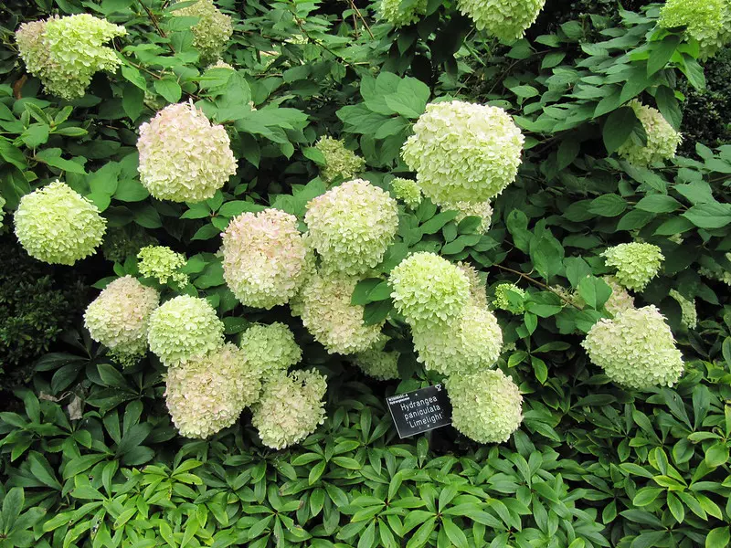 Hydrangea paniculata 'Limelight'