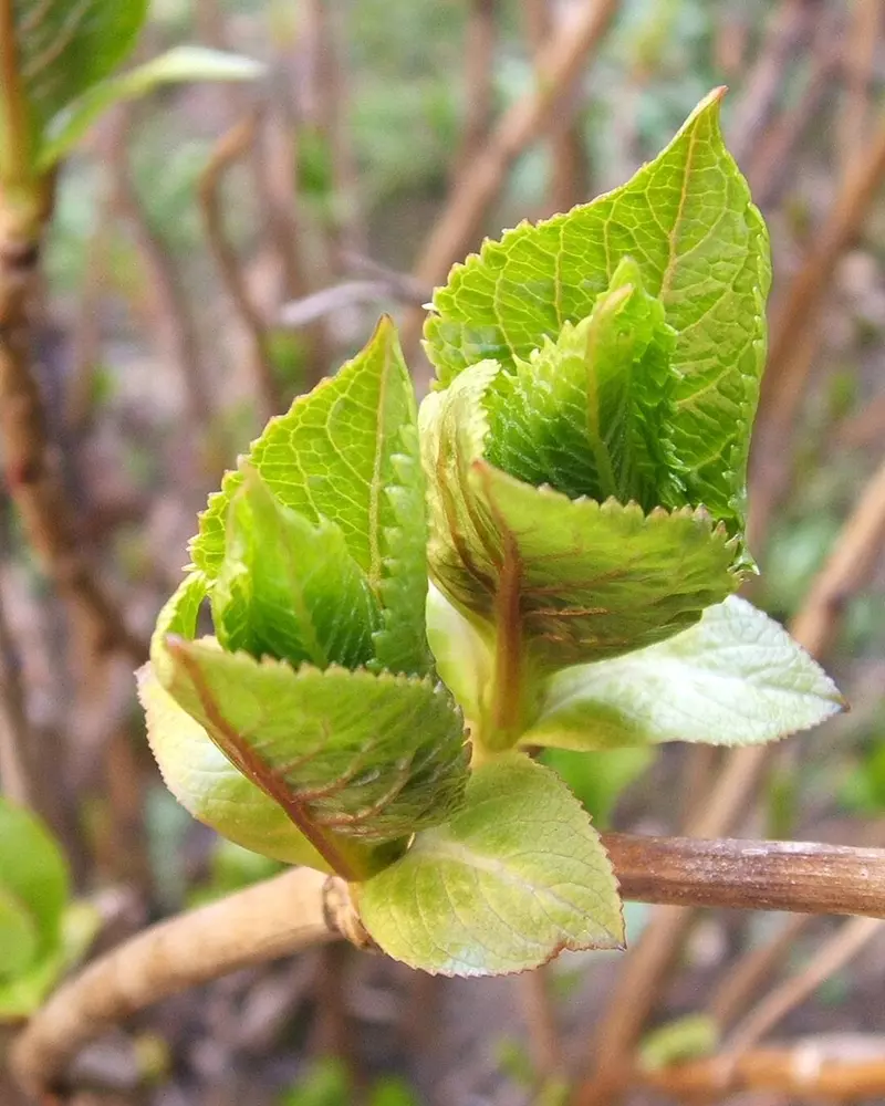 Bourgeon d'Hydrangea macrophylla