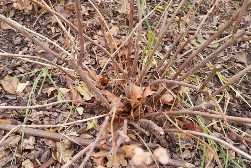 Base taillée de l'hortensia arbustif