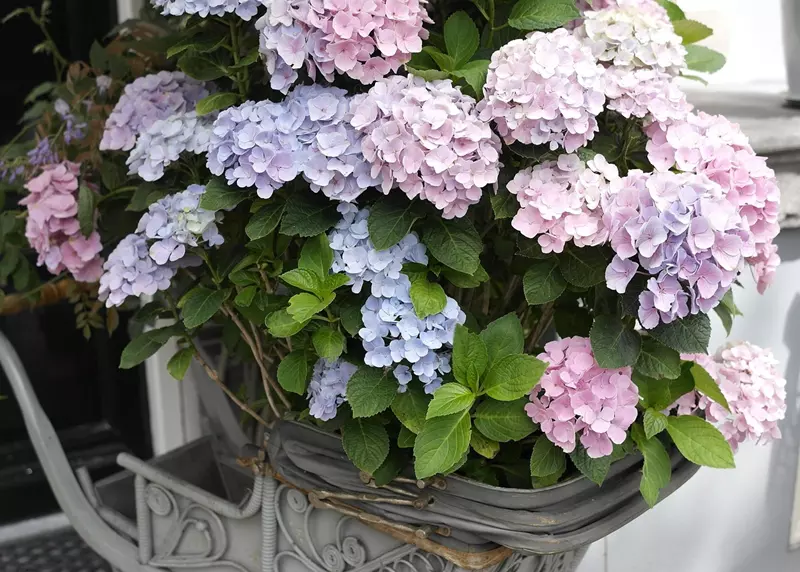 Hortensia en pot