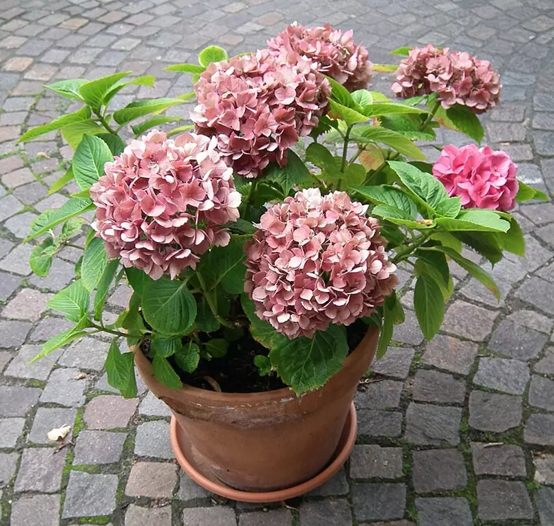 Hydrangea macrophylla en pot sur le sol