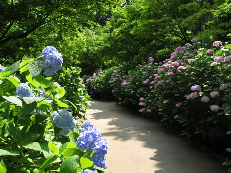 Hortensias dans un parc urbain