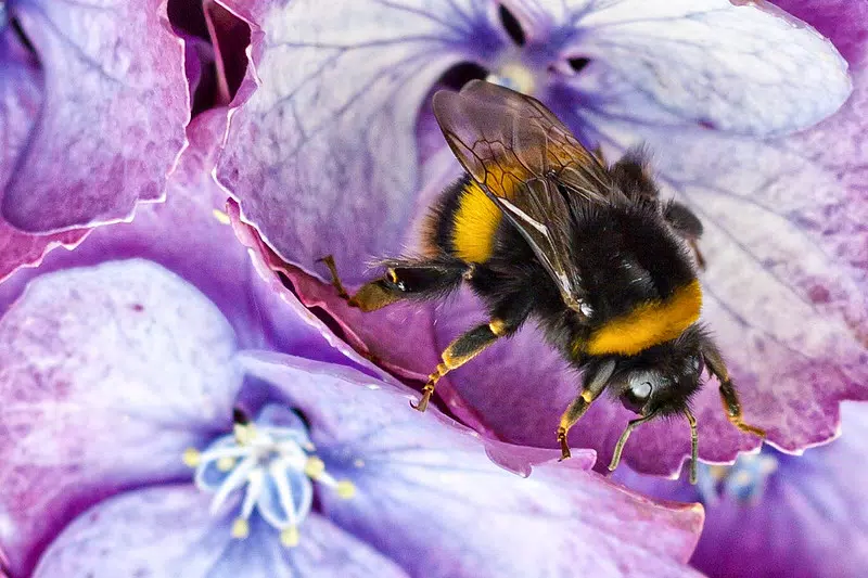 Bourdon sur une fleur d'hortensia