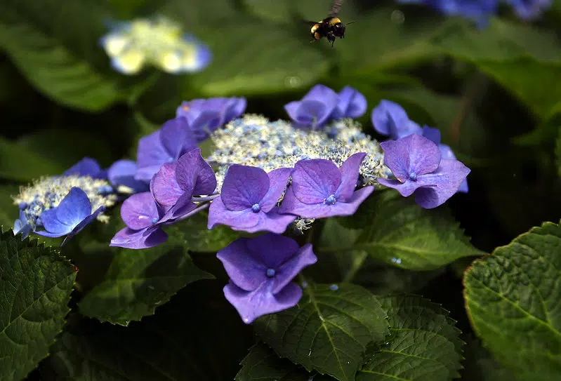 Bourdon au-dessus d'une fleur d'hortensia