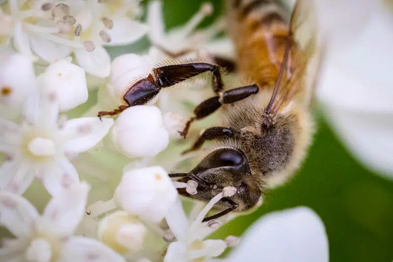 Abeille sur une fleur blanche d’hortensia