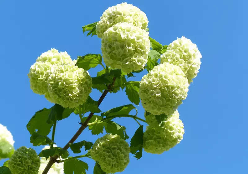 Hortensias résistants au soleil