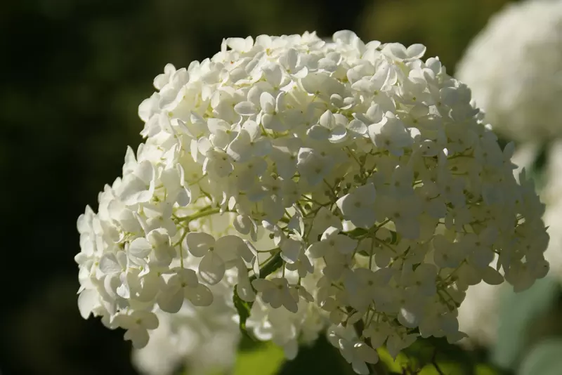 Fleur d'Hydrangea arborescens