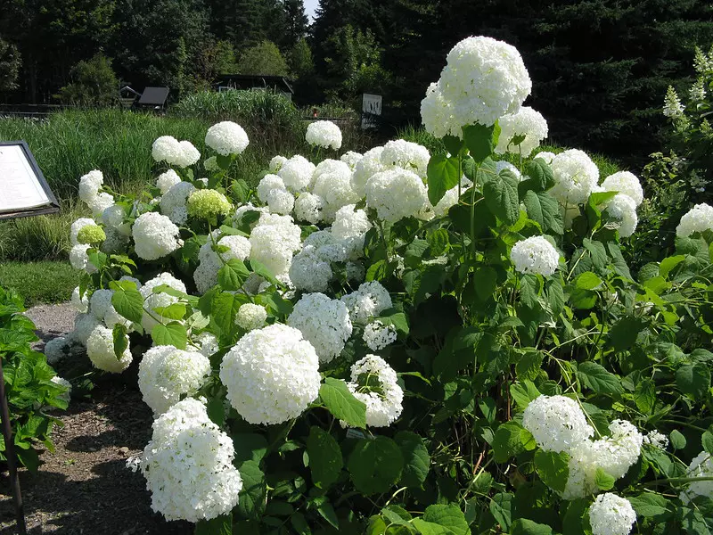 Buisson d'Hydrangea arborescens avec des fleurs blanches