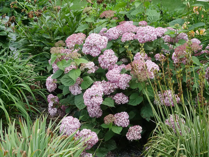 Buisson d'Hydrangea arborescens avec des fleurs roses