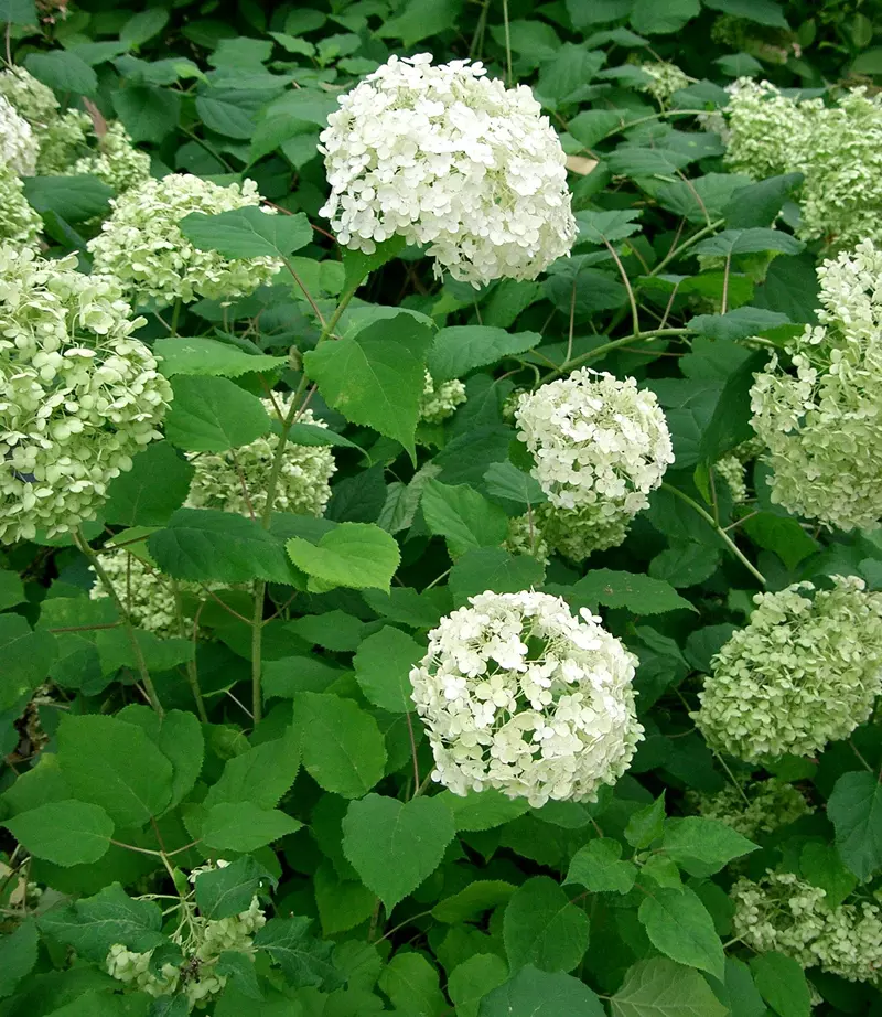 Hydrangea arborescens avec d'autres plantes