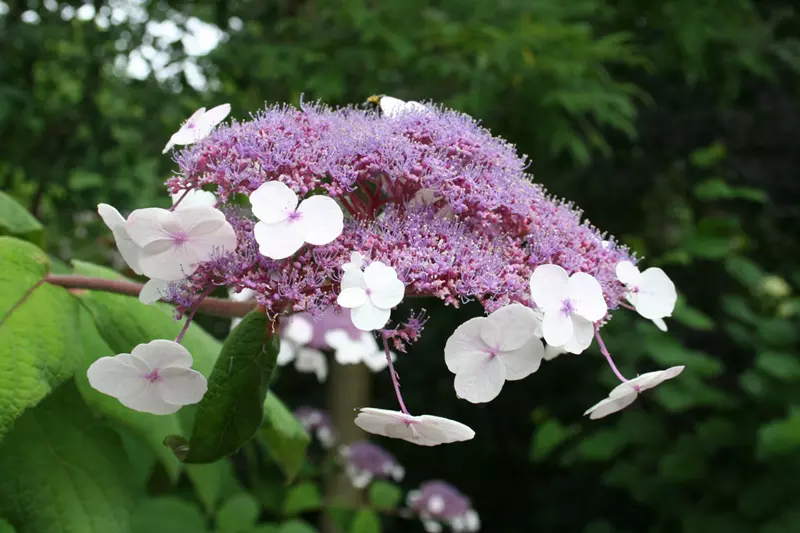 Fleur d'Hydrangea aspera