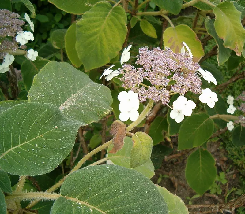 Fleur et feuilles de l’Hydrangea aspera