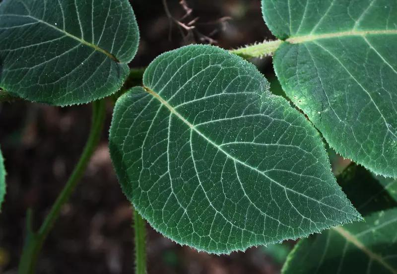 Feuilles d'Hydrangea aspera