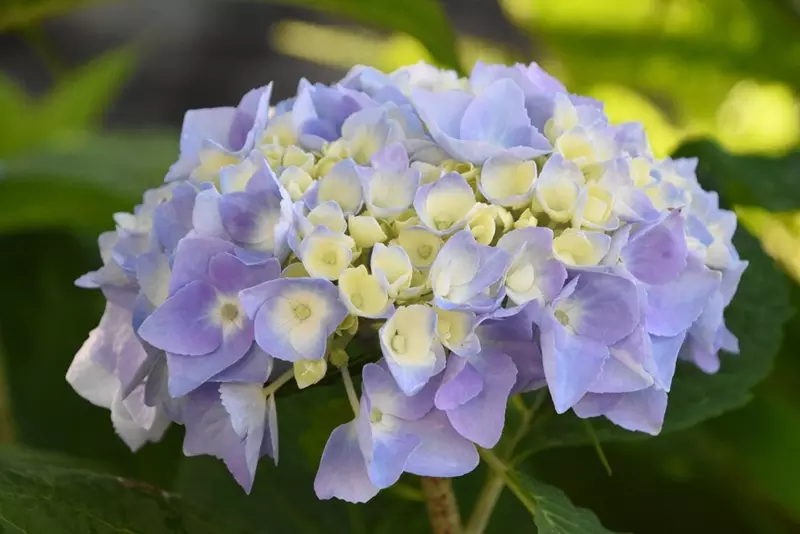 Fleur d'Hortensia macrophylla