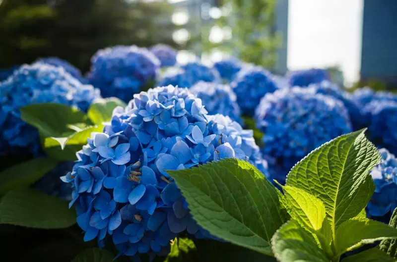 Hortensia macrophylla avec inflorescences bleues