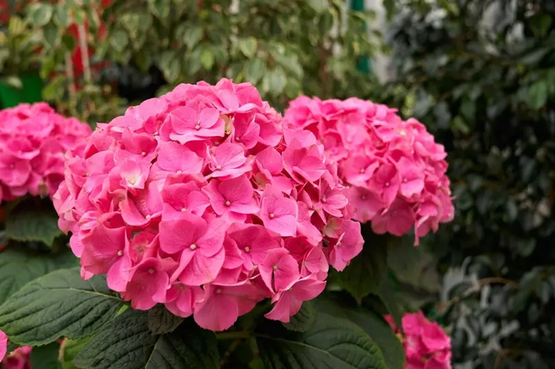 Hortensia macrophylla avec inflorescences roses