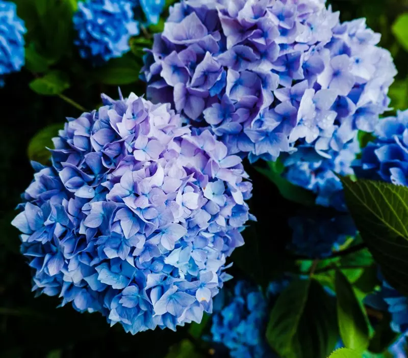 Fleurs bleues de l'Hortensia macrophylla