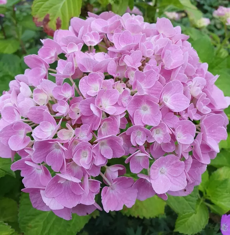 Fleurs rose pâle de l'Hortensia macrophylla