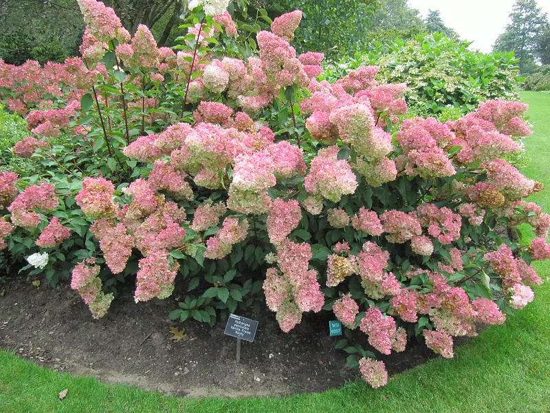 Buisson d'Hydrangea paniculata avec des fleurs