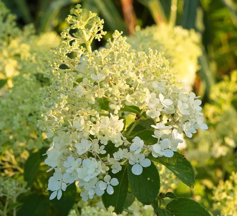 La fleur de l’Hydrangea paniculata