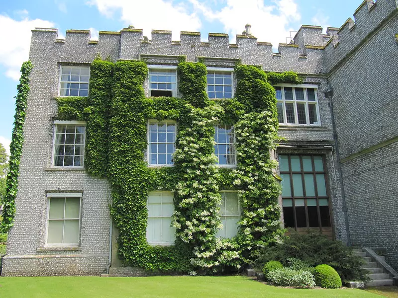 Hydrangea petiolaris grimpant sur un mur de château