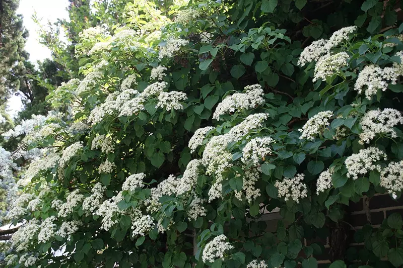 Fleurs d'Hydrangea petiolaris