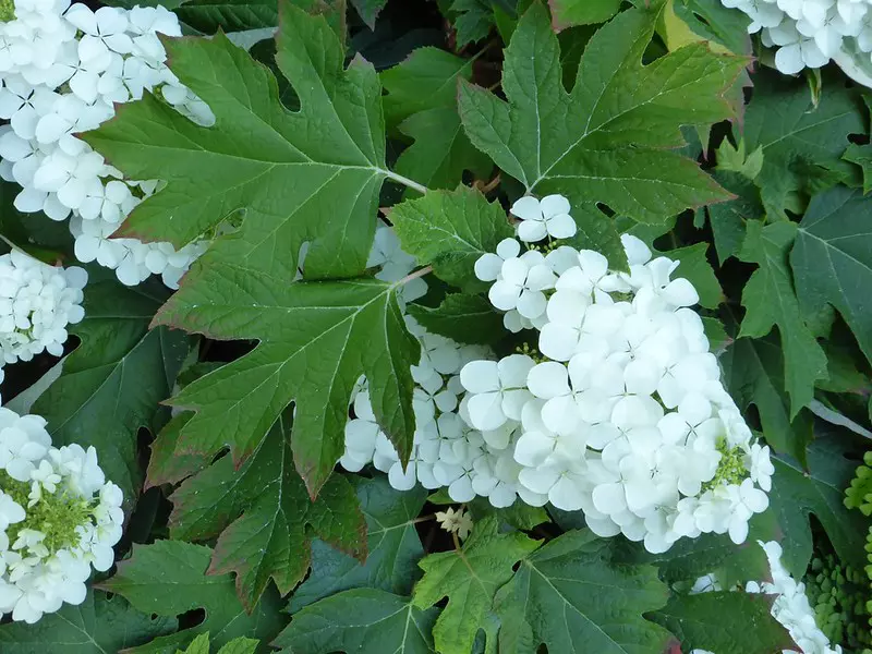 Hydrangea quercifolia