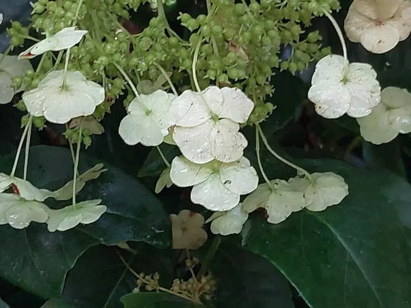 Fleur d'Hydrangea seemannii