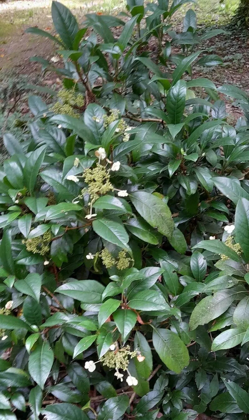 Hydrangea seemannii