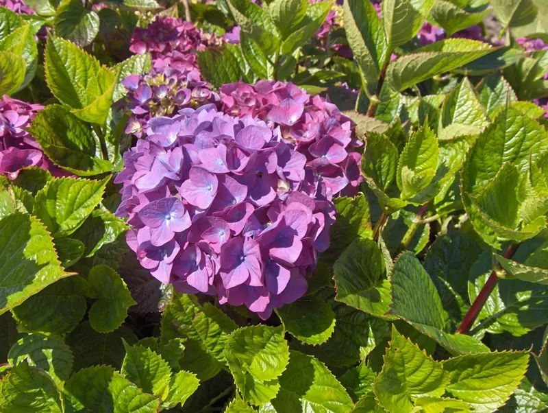 Hydrangea serrata - Hortensia des montagnes