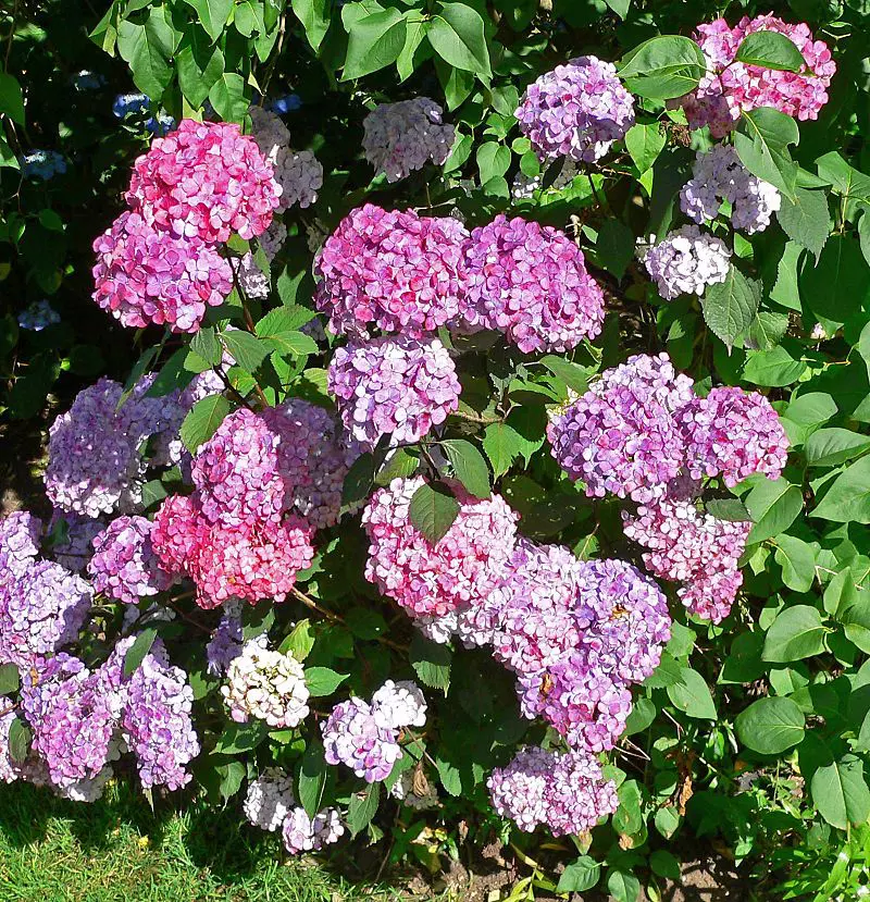 Hydrangea serrata en fleurs