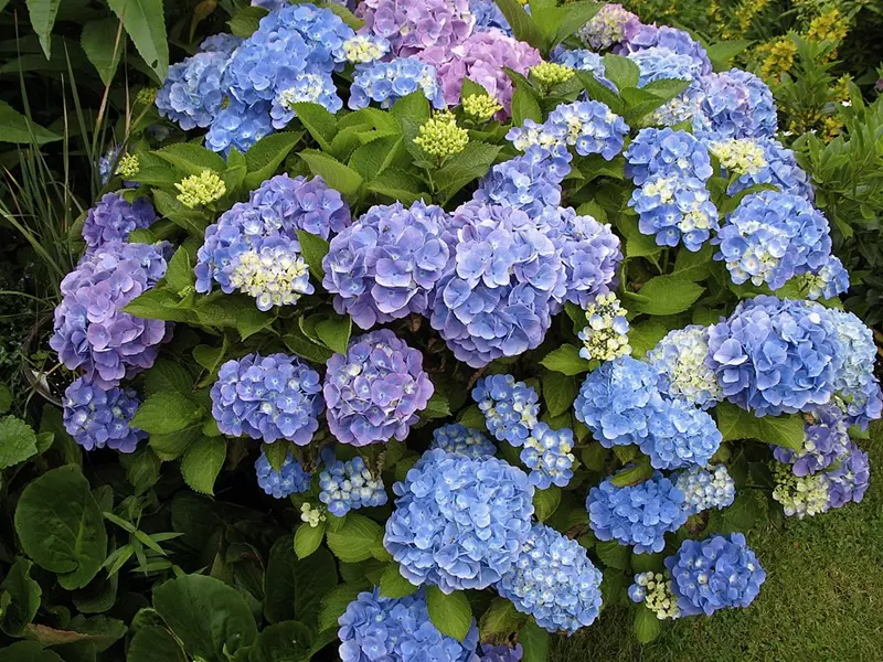 Hortensia