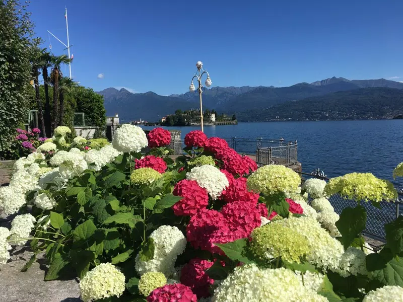 Massif d'hortensias au bord de la mer