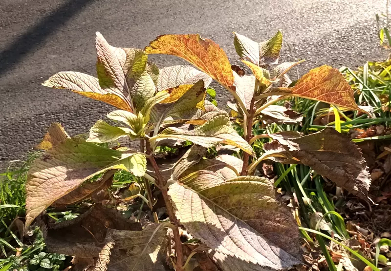 Feuilles d'Hortensia Rougissant en Automne