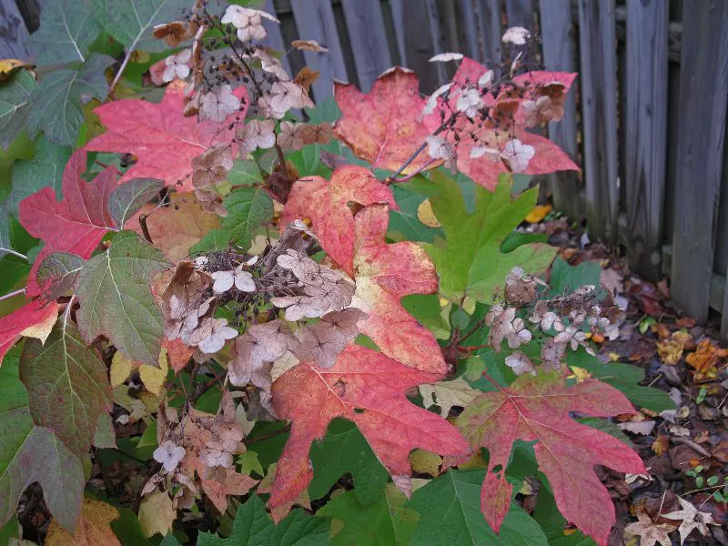 Feuilles d'Hortensia Rougissantes