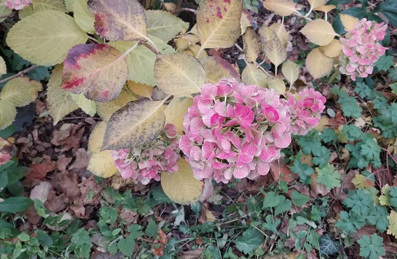 Hortensia aux feuilles rouges