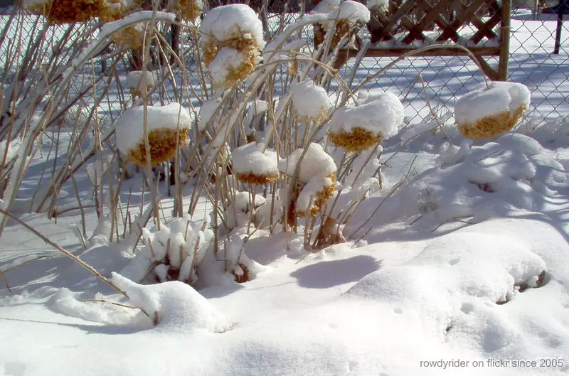 Hortensias en hiver