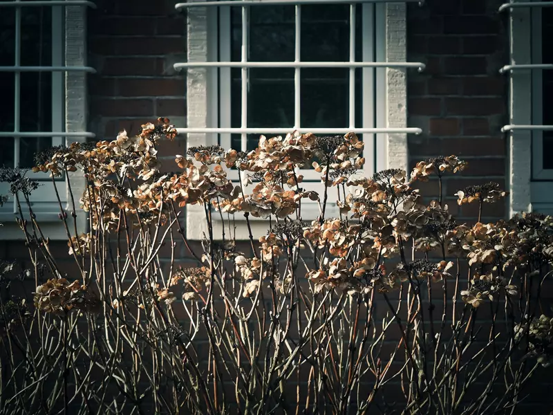 Têtes de fleurs d'hortensias sèches en hiver